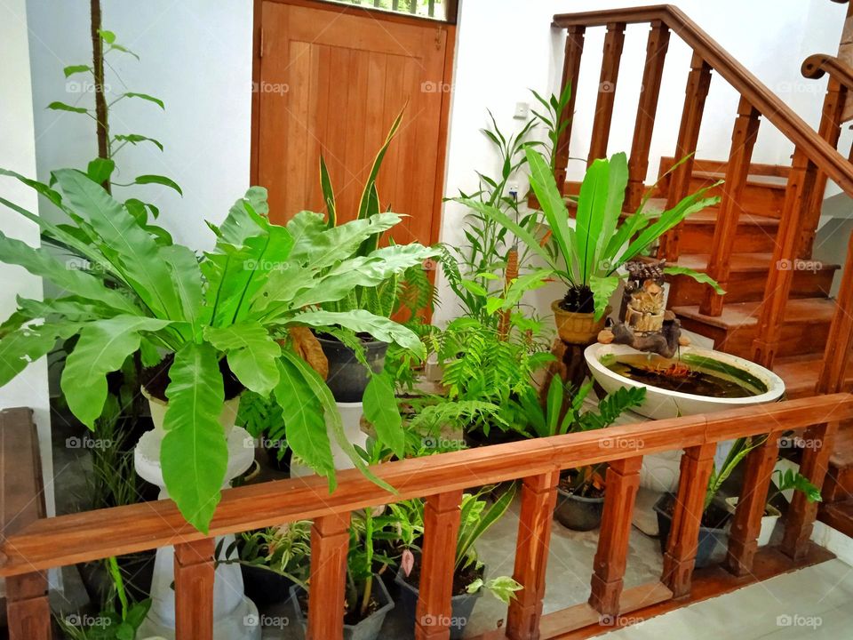 indoor plants