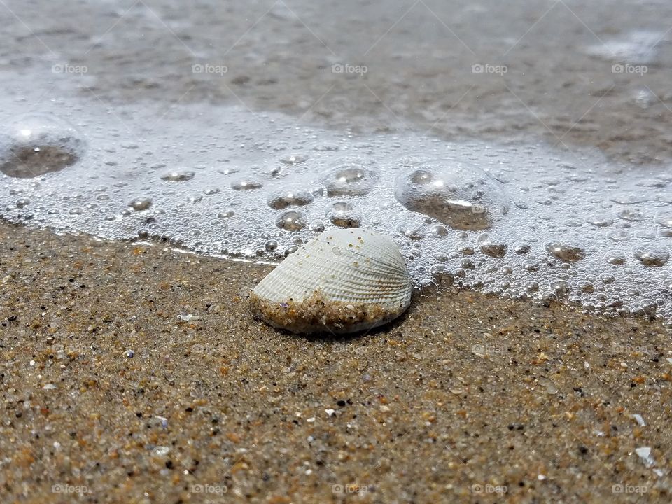 Close-up of seashell against surf