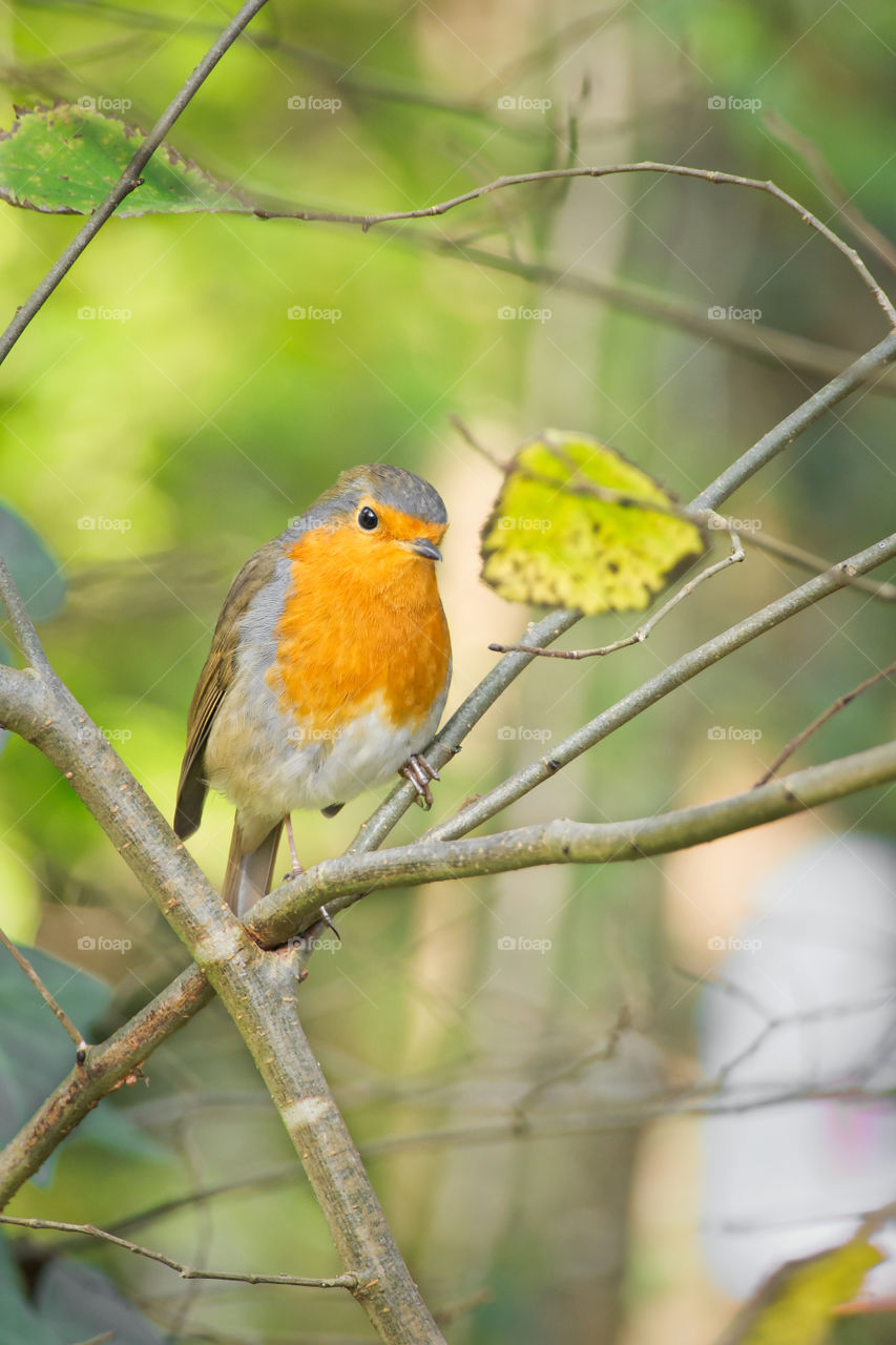 Little orange bird