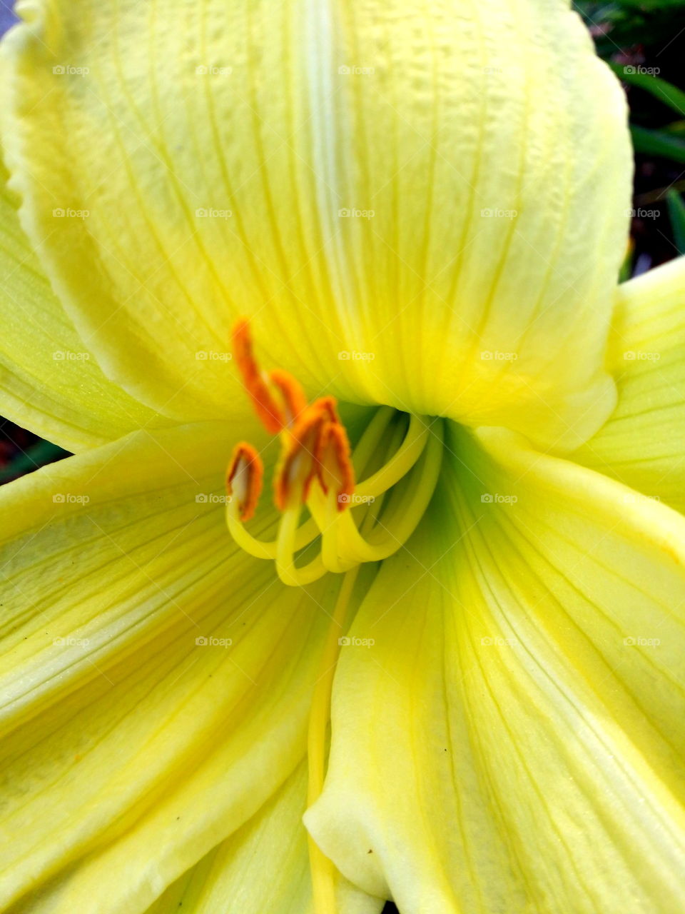 yellow lily