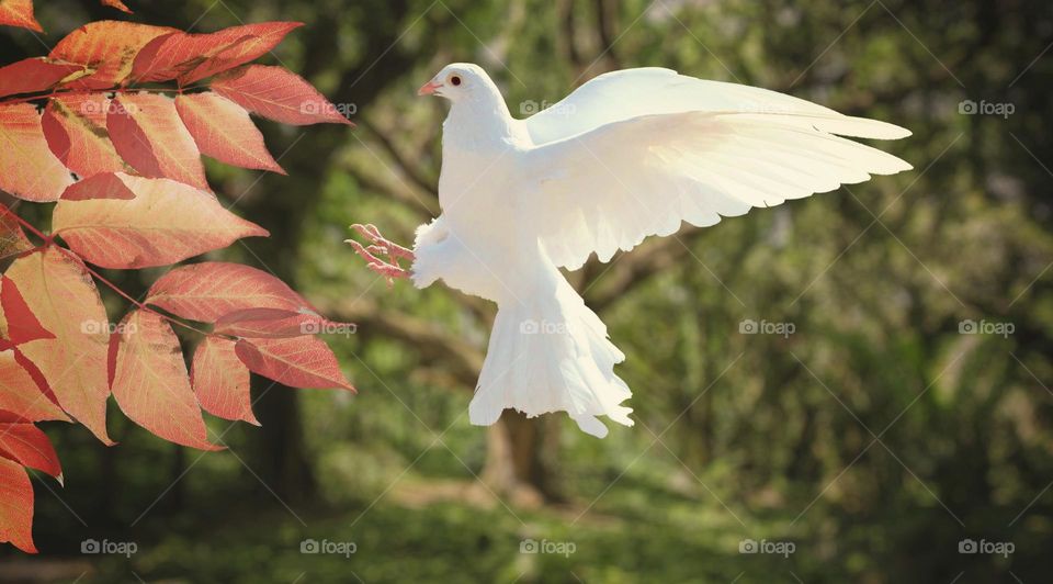 Beautiful maple leaves and cute bird