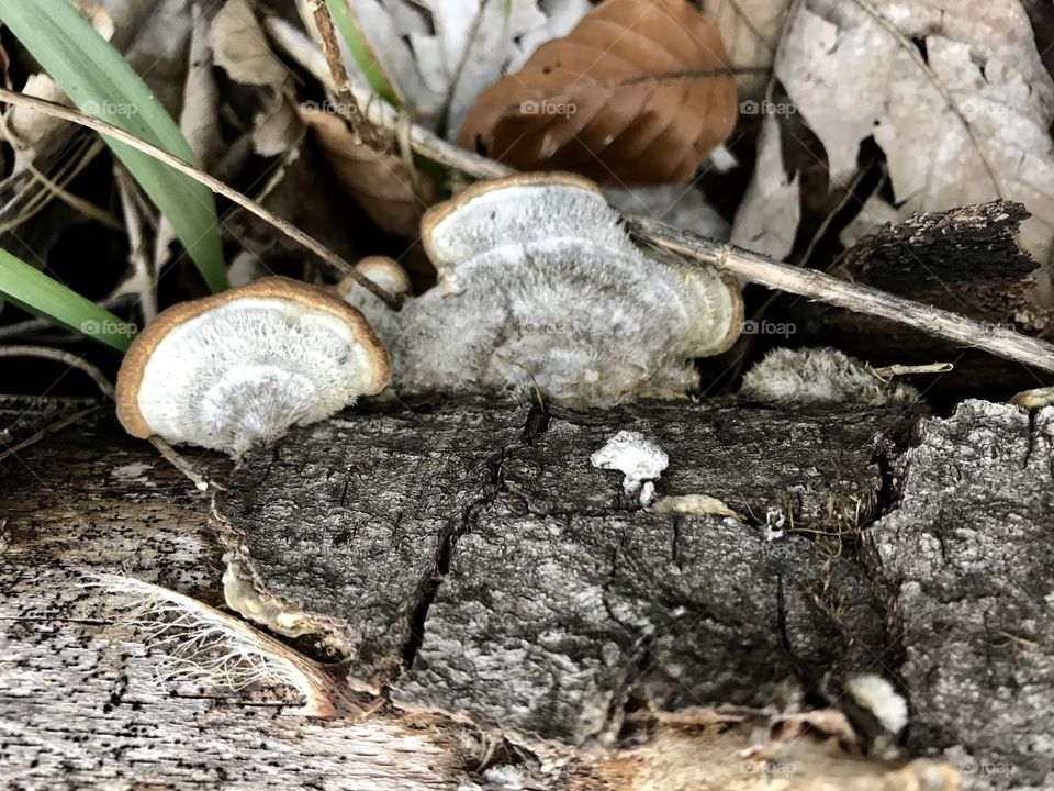 Steibachweiher Mushroom 