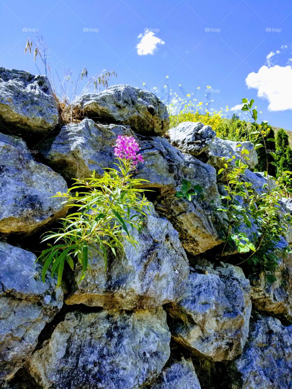 beautiful flower emerging from rock wall