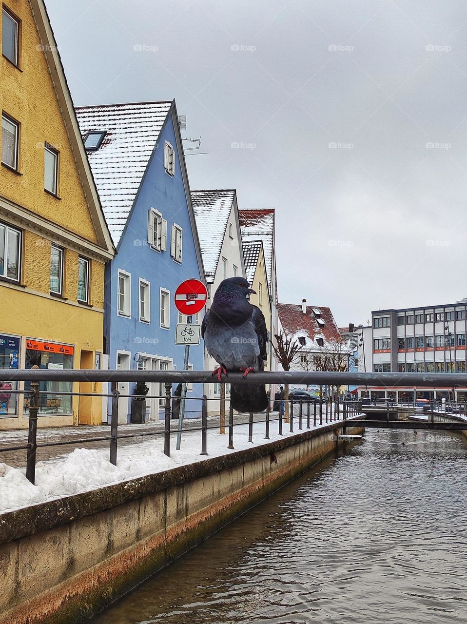 A colourful photo of a pigeon siting on the rails of street channel with beautiful colours and water in snowy Germany