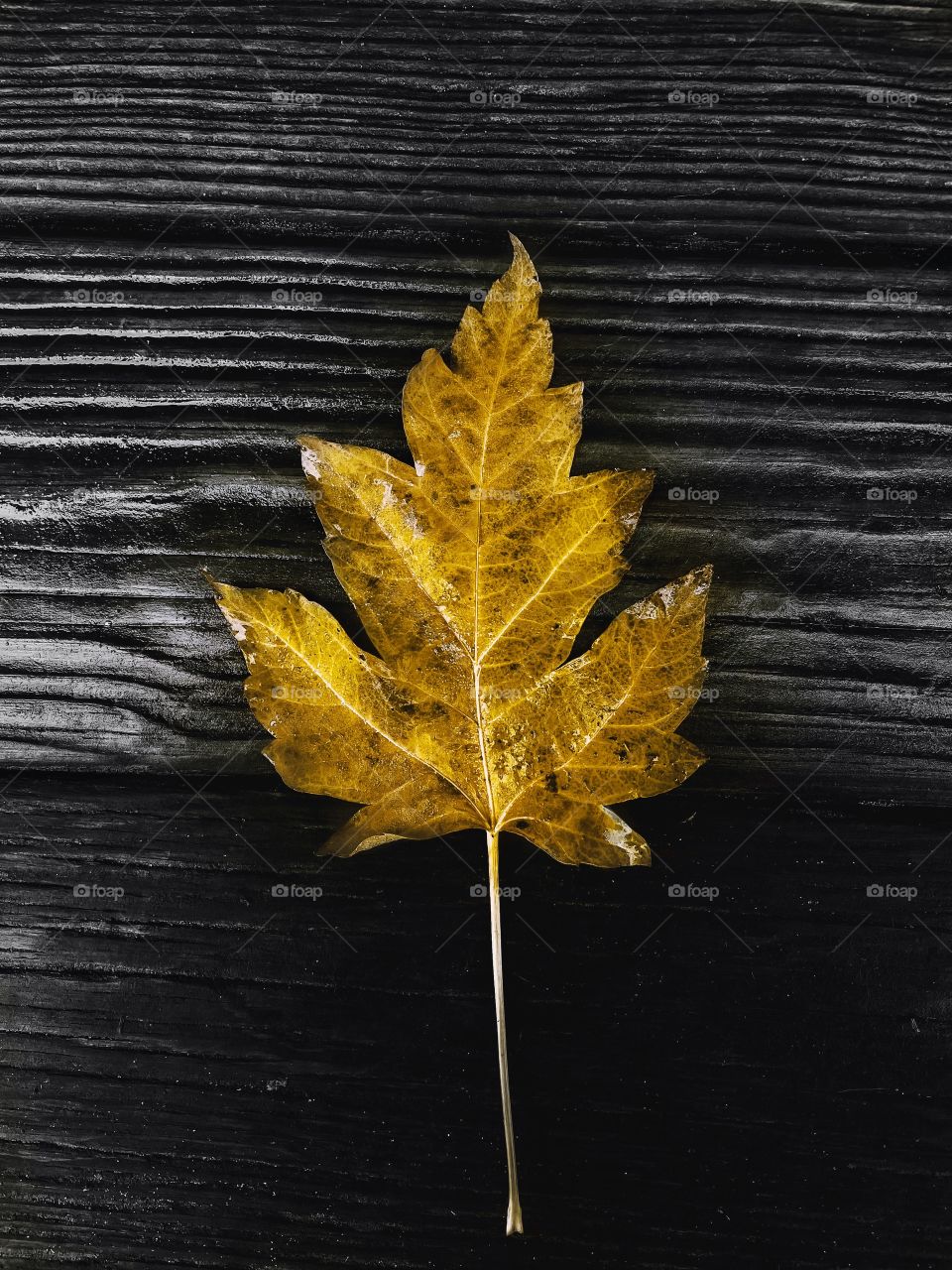 Yellow yellowish tones leave leaf leaves autumn wood grain pattern background lumber fallen fall rustic outdoors nature vibes colors color pop timber planks season winter cooler weather Country rural Gray and yellow Black white color colorful moody