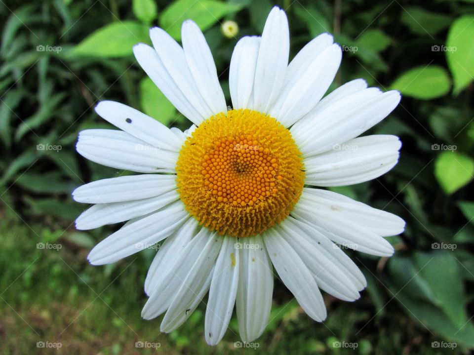 Dainty Daisy