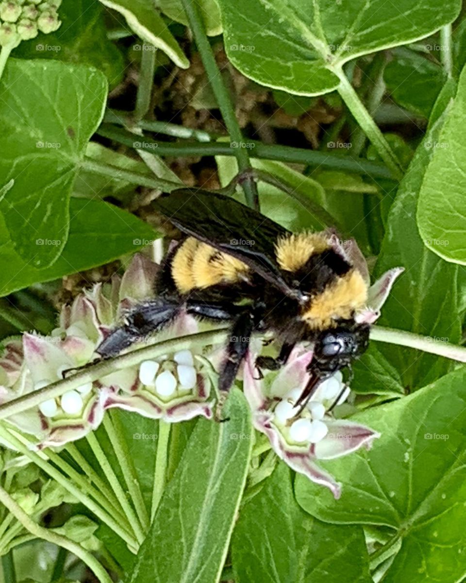 Bumblebee 