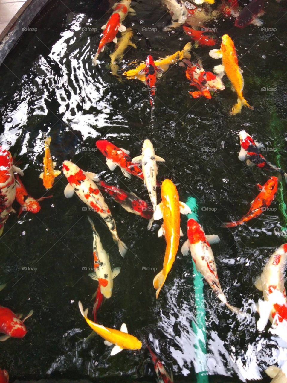 Colorful Koi fish in the pool.