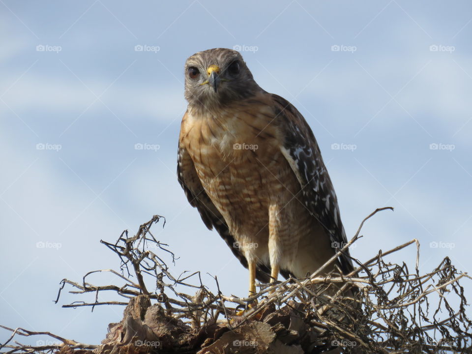 red-shouldered hawk