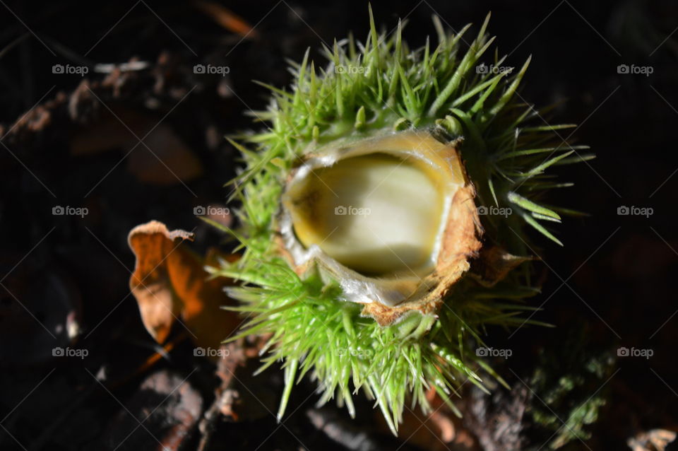 chestnuts in macro