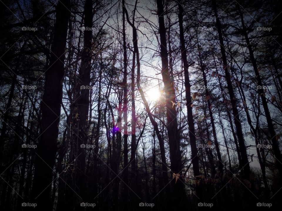 The sun shines through the trees in a barren forest. 