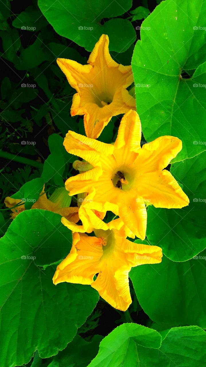 bees on the colors pumpkin