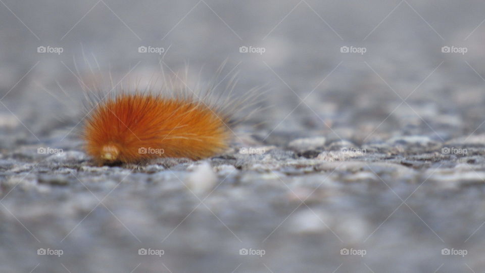 Orange caterpillar 