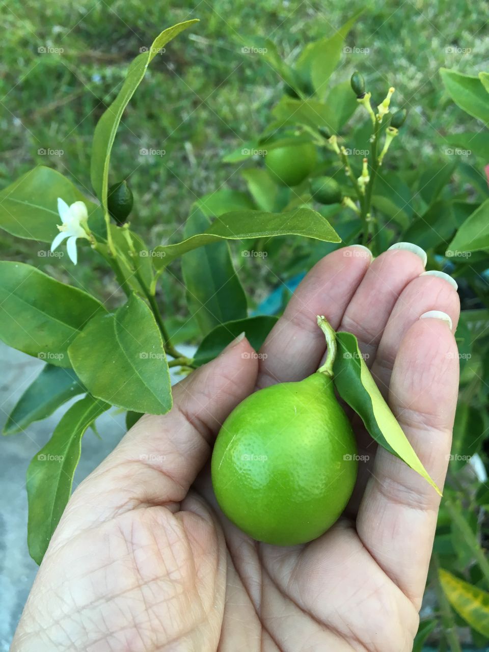 Fresh picked key lime