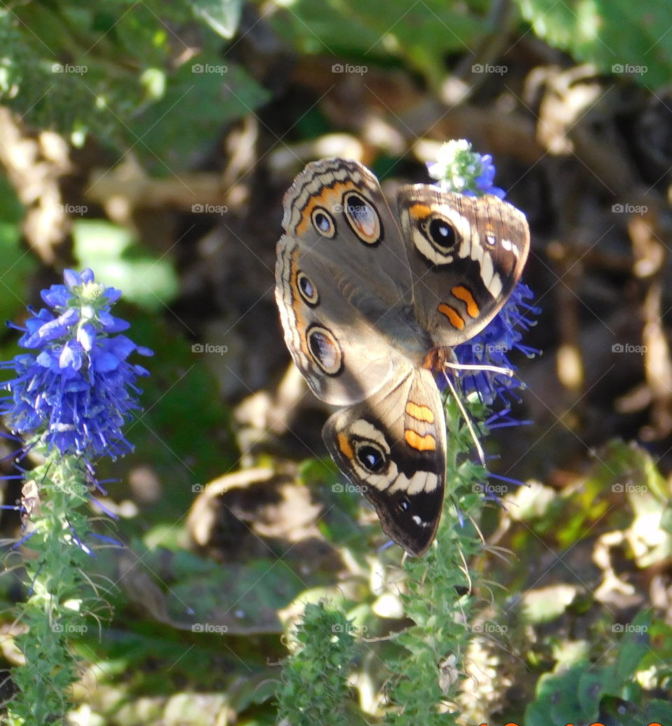 Beautiful Butterfly on a flower 15