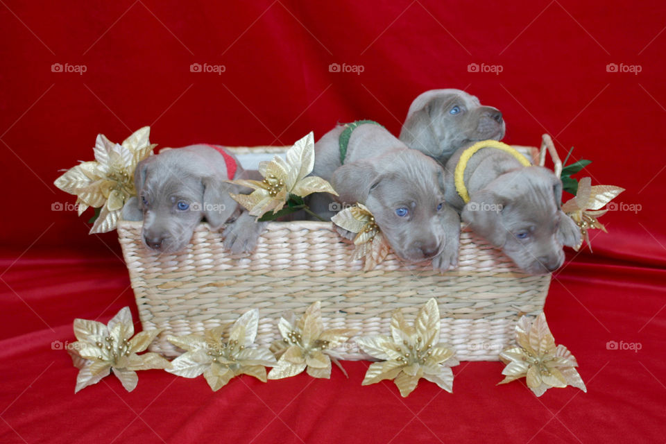 Weimaraner puppies