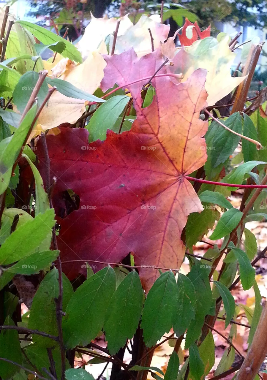 foliage