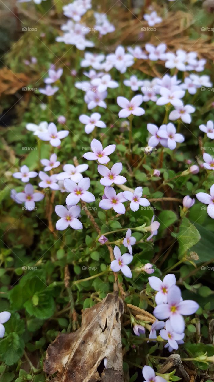 tiny spring flowers