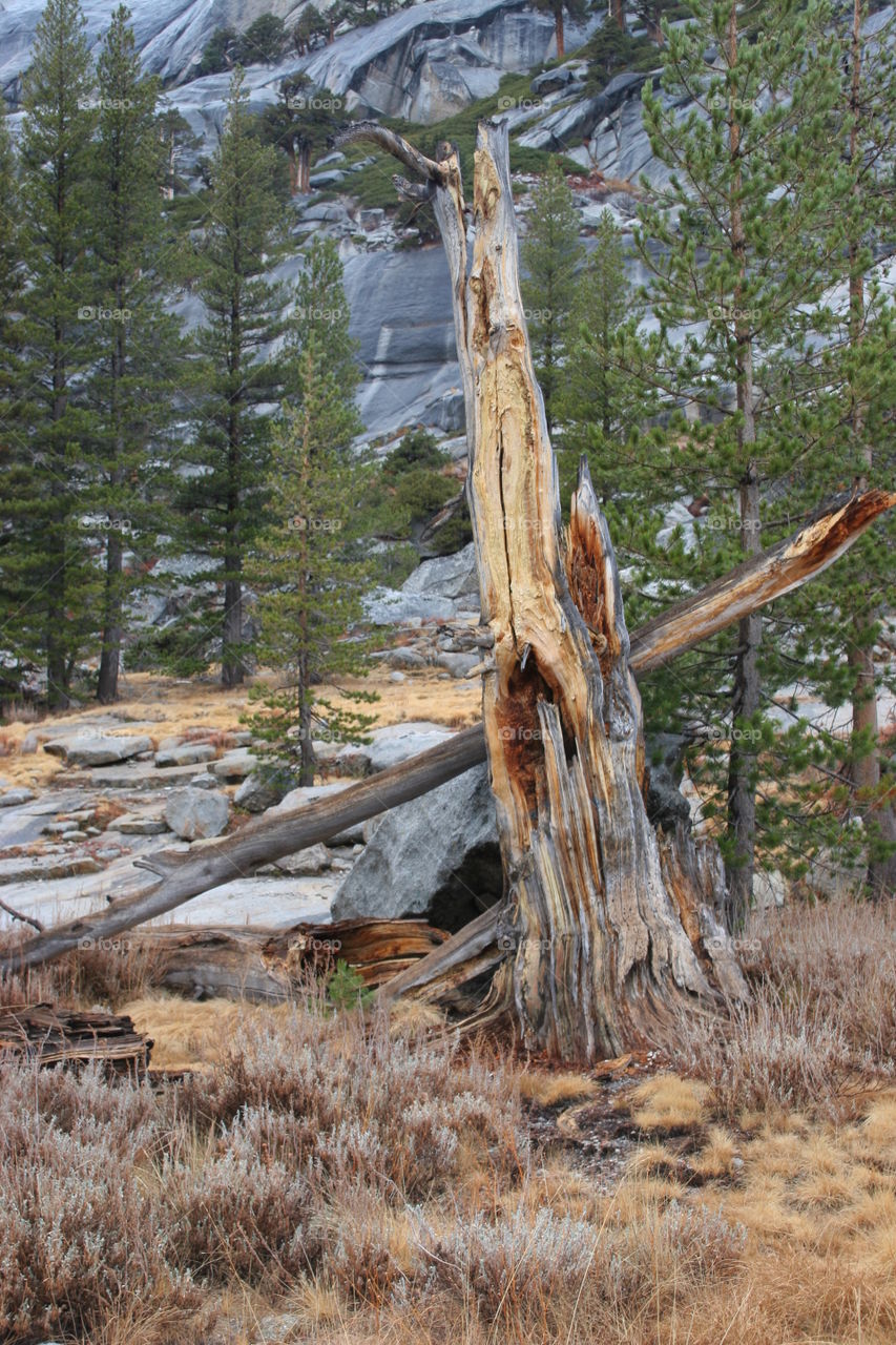 Rotting trunk in a pine forest