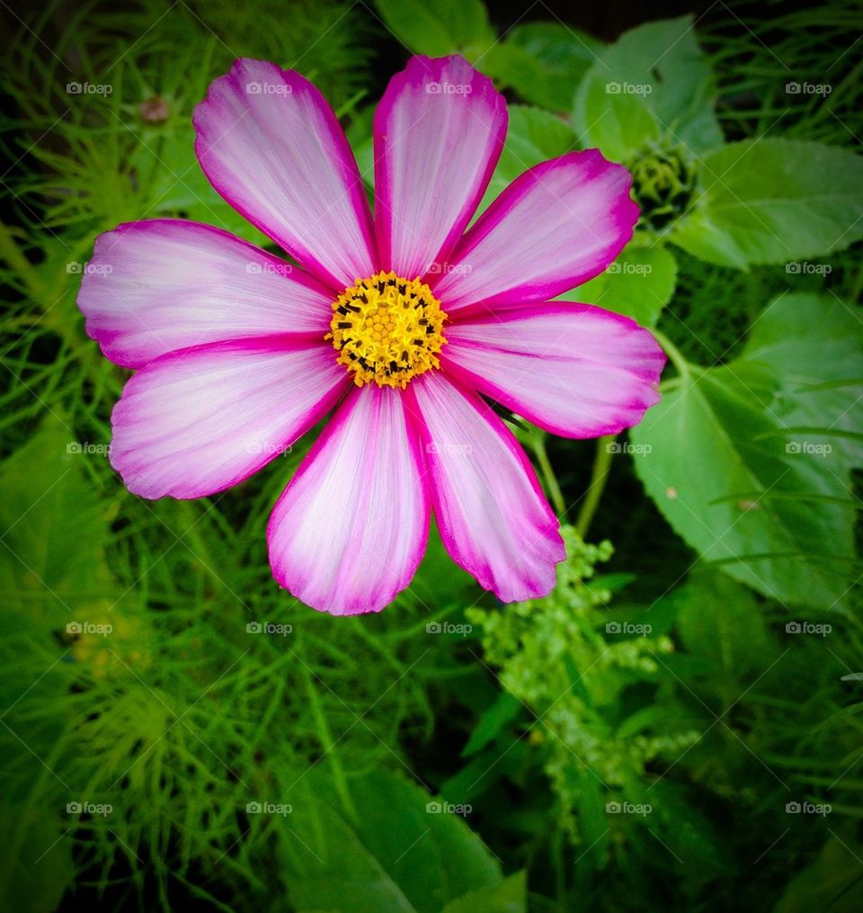A Pink And Purple Flower