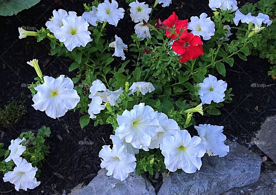 White and red Petunias 
