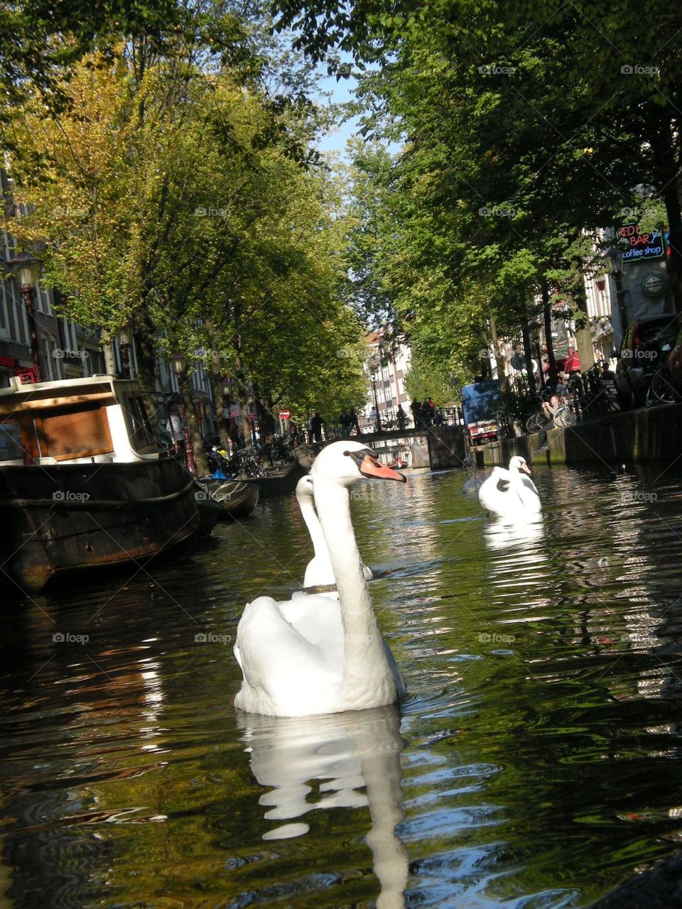 Swans in the channel