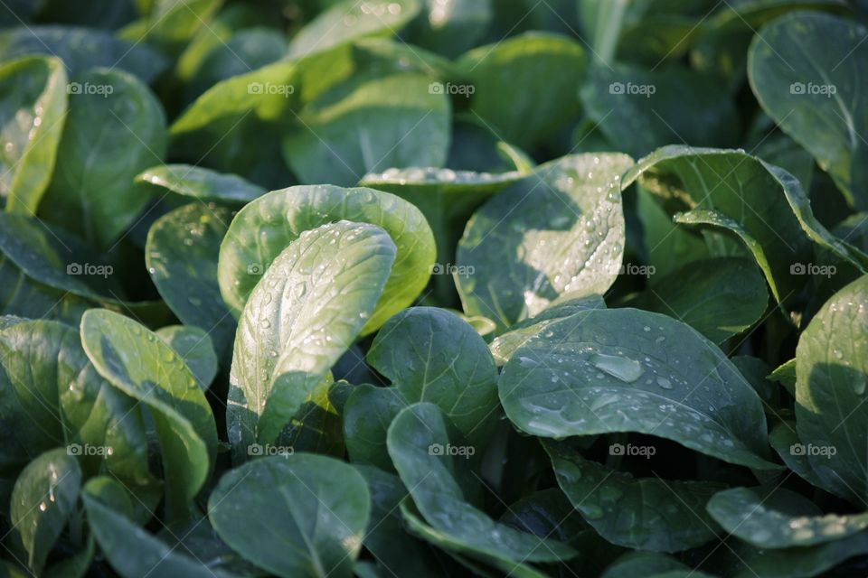 Freshly watered bok choy 