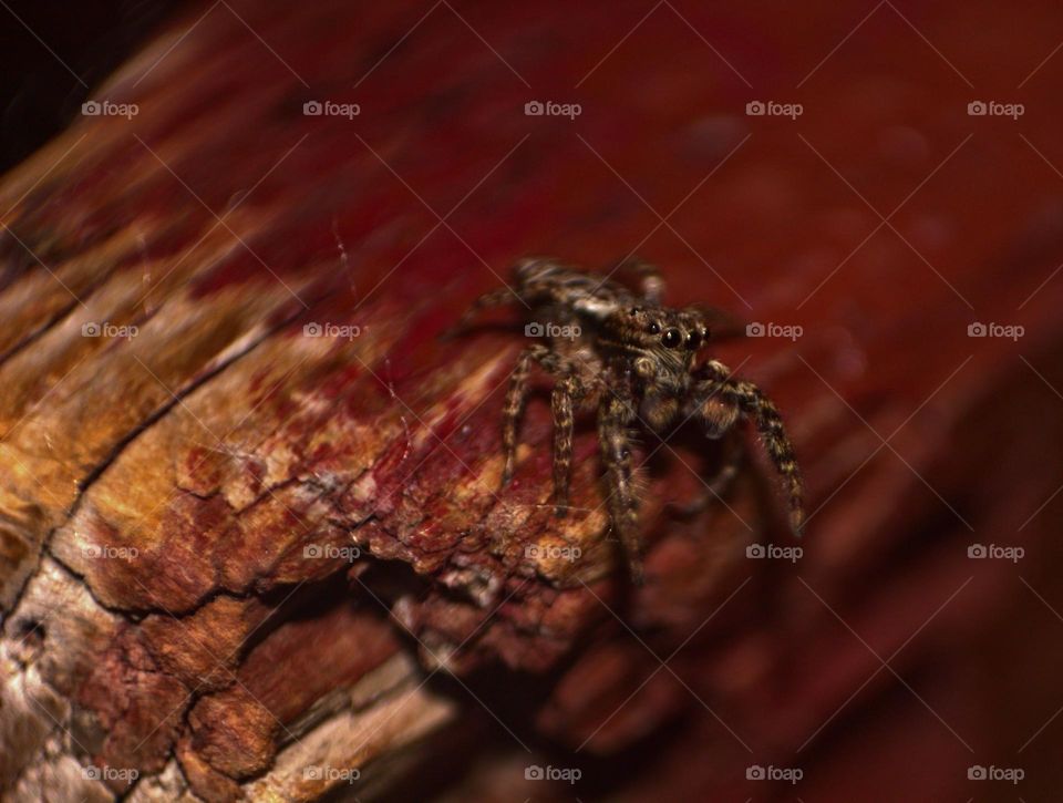 My jumping spider resting on top of a wood piece,the texture making him look even better.