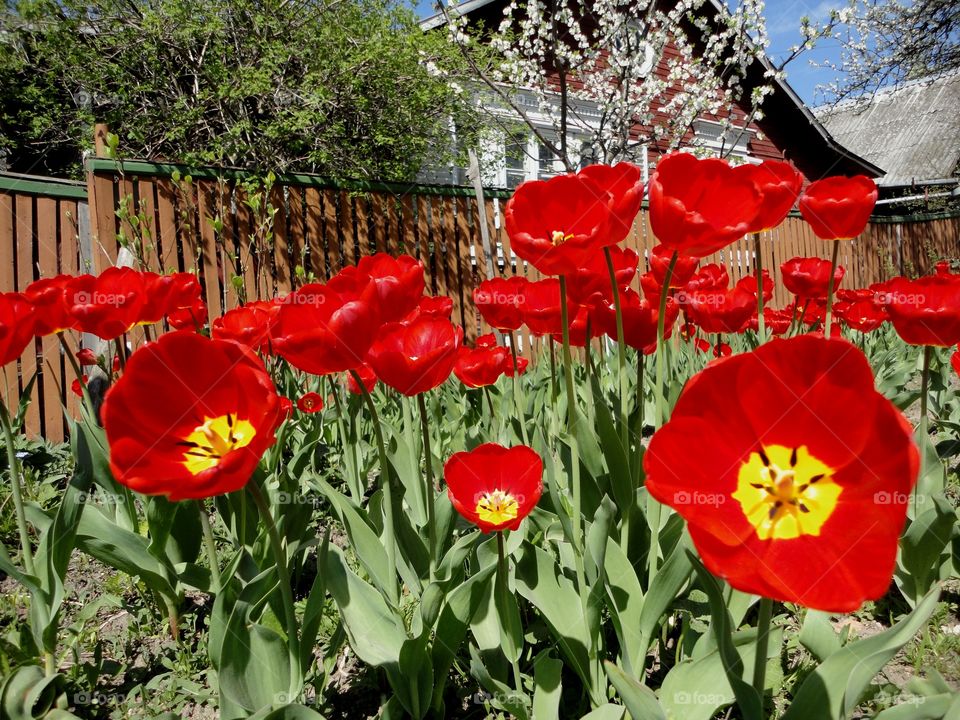 Flower, Garden, Nature, Flora, Leaf