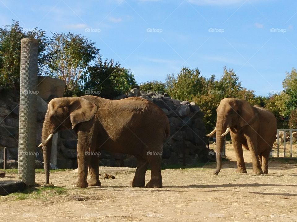 African Elephants at the zoo