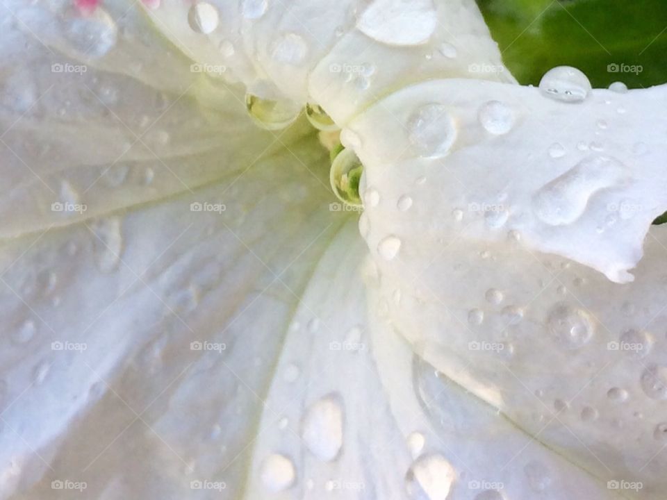 Raindrops on white flower 