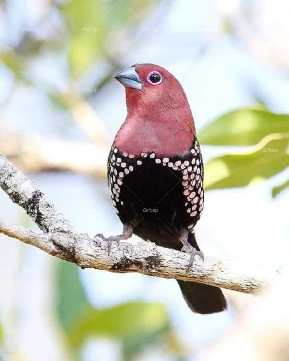 colorful bird