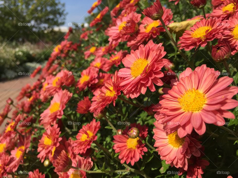 Sunny flowers. Taken at Loring Park garden in Minneapolis, Minnesota 