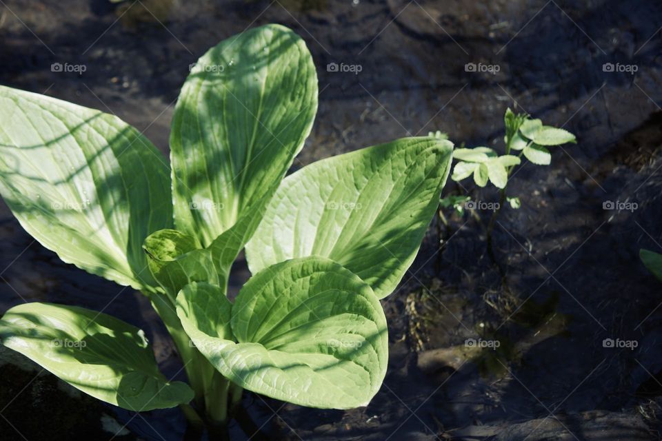 Wild plants