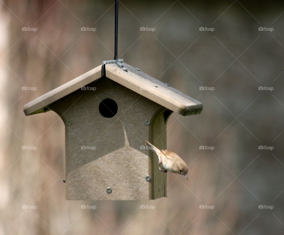 House Wren Building a Nest