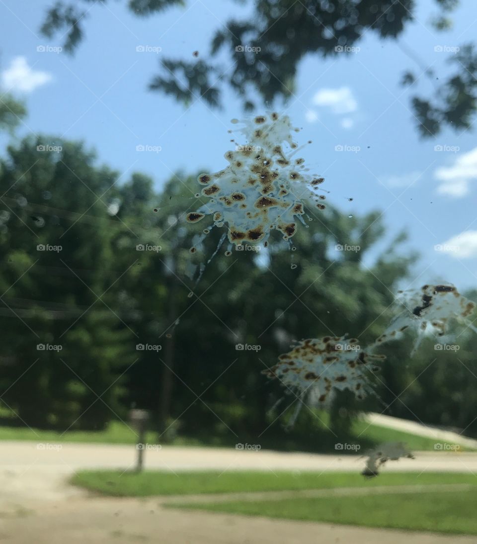 A bird poop kind of day 