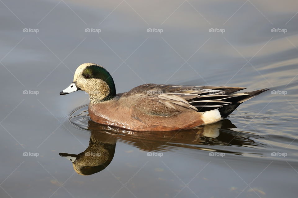 American Wigeon swimming in the ocean 