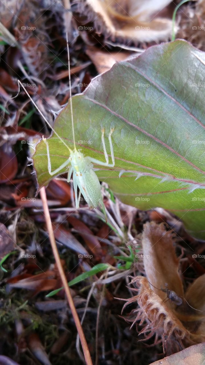 little green bug on leaf
