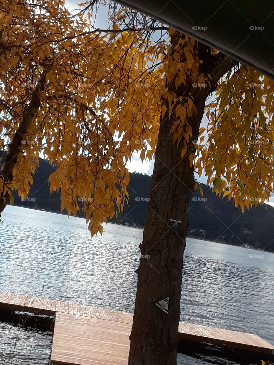 gold at the lake