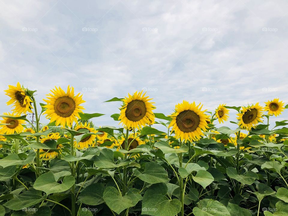 Field of sunflowers on a day with dark storm clouds on the sky