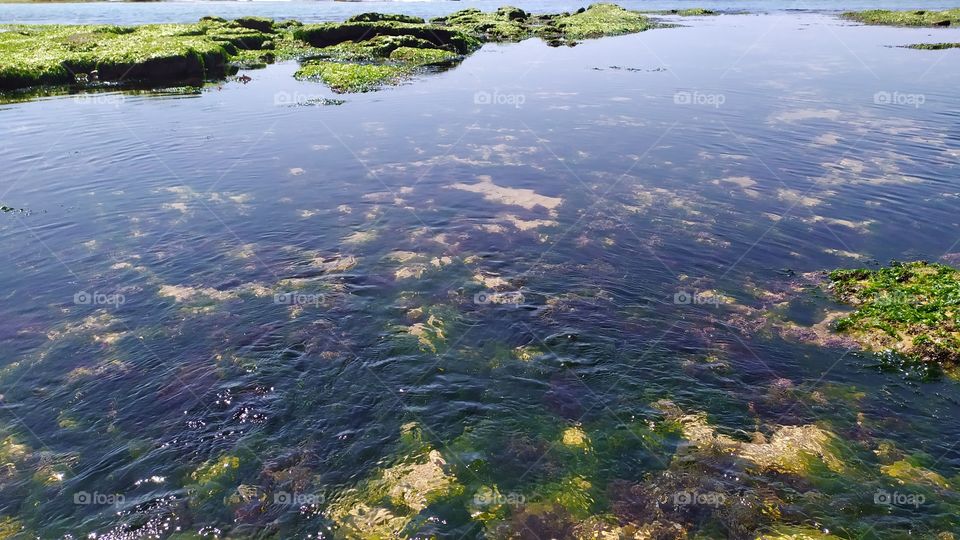 natural swimming pool