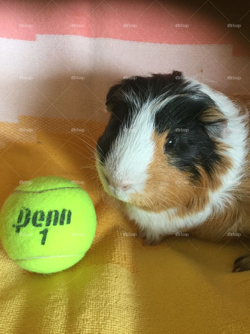 playful guinea pig 