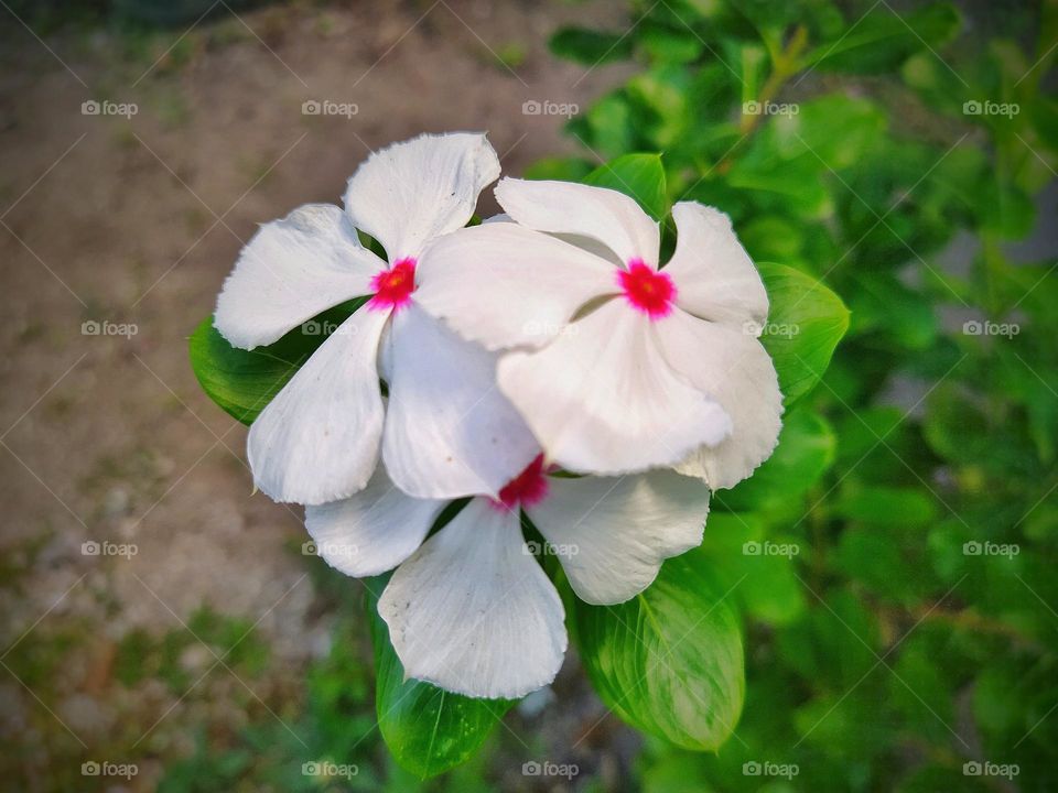 White vinca flowers cluster