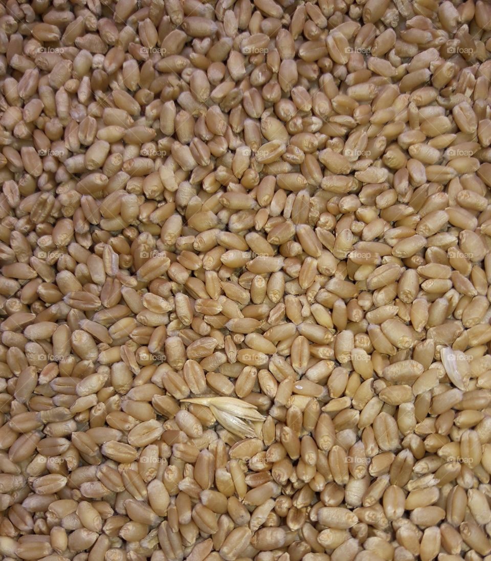 wheat raw dried after harvest before grinding