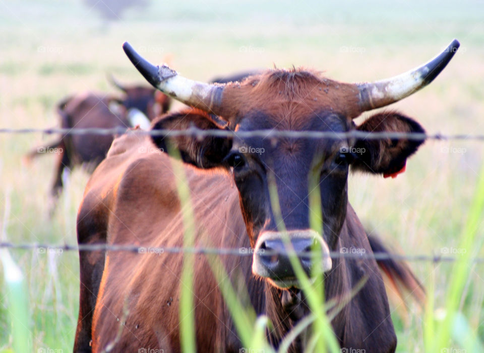 Animal, Grass, Mammal, Field, Cow