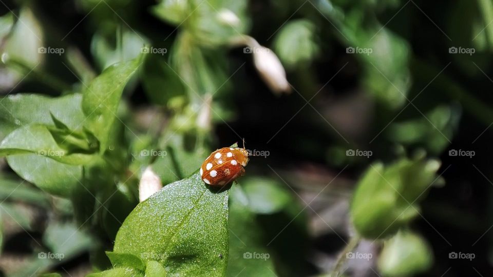 Macro photo of green grass growing in the garden
