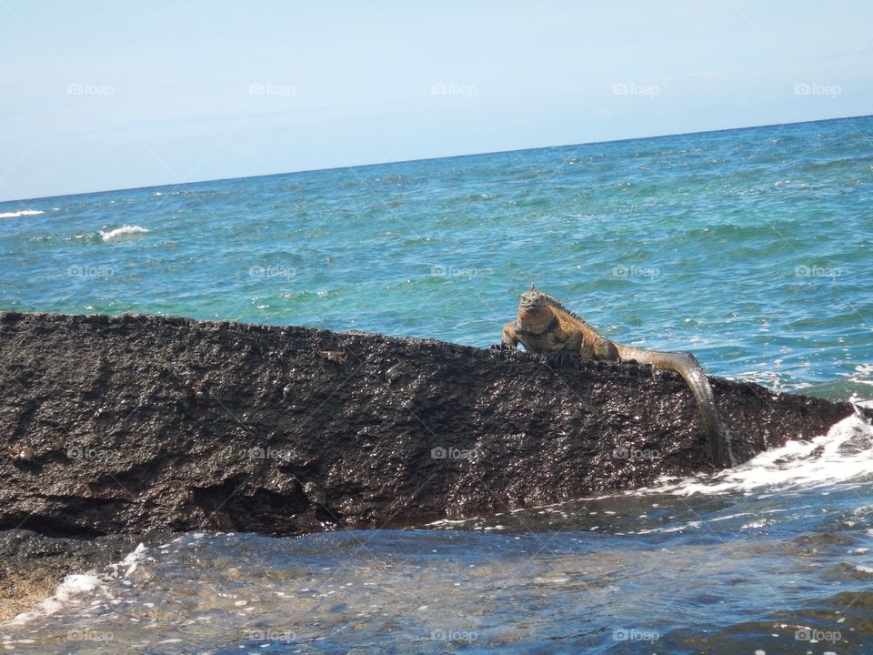 Iguana on the rock 