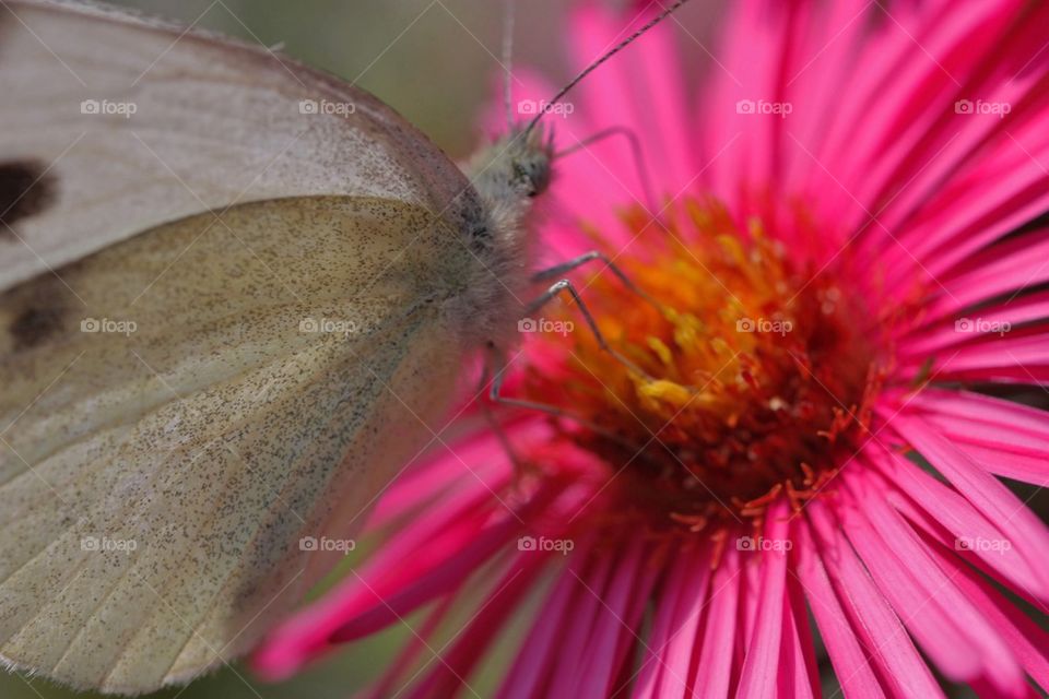 Butterfly On Flower Close-Up