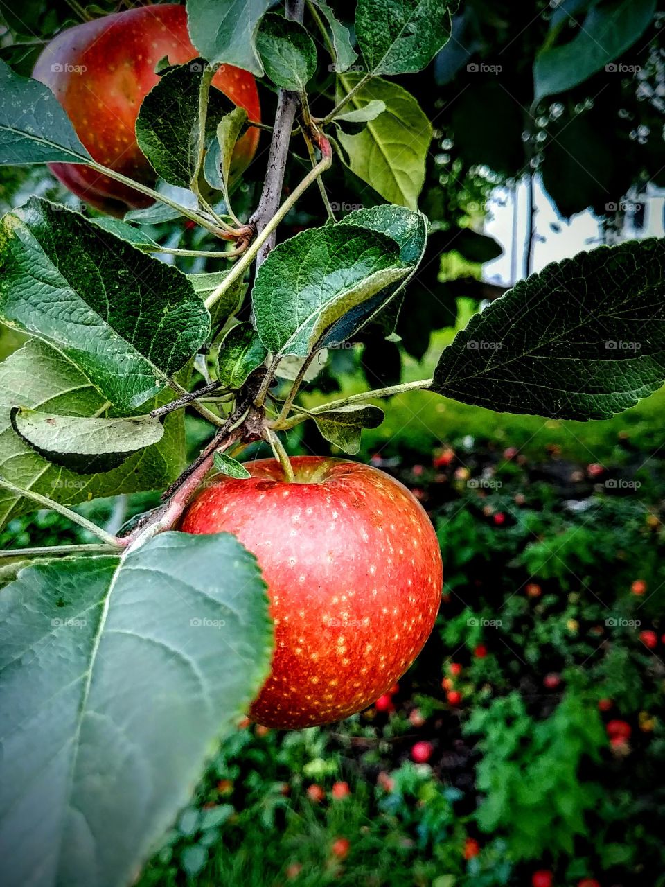 Red And Ripe