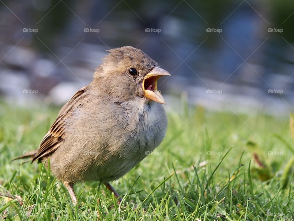 Sparrow